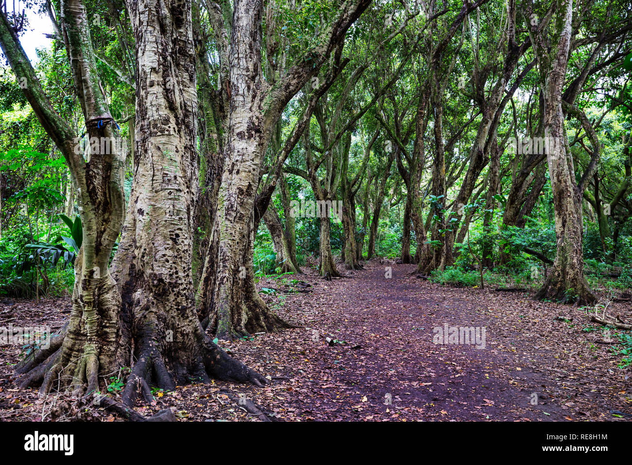 Lush green tropical rain forest in Hawaii island Stock Photo - Alamy