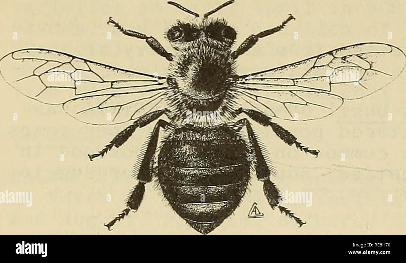 . Cooperative economic insect report. Beneficial insects; Insect pests. INSECTS NOT KNOWN TO OCCUR IN THE UNITED STATES AN AFRICAN HONEY BEE (Apis mellifera adansonii) Latreille Economic Importance: Api s m. adansonii can produce more honey in South America than the European honey bee, and is a more aggressive and productive worker during nectar flows than the other bees found in South America, Wherever this subspecies has been intro- ducted in South America, it has progressively replaced the other honey bees present. This honey bee was introduced in 1956 for experimental purposes at Rio Claro Stock Photo