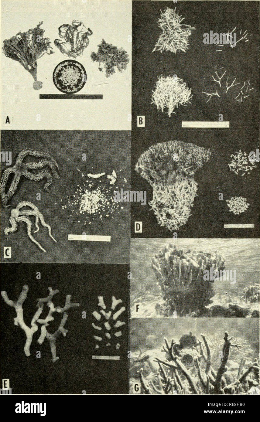 . The Earth beneath the sea : History. Ocean bottom; Marine geophysics. SECT. 3] SHALLOW-WATER CARBONATE SEDIMENTS 557. Fig. 2. Segments and branches. A. Segmented green algae. Left, Halimeda tridens; middle, Cymopolia sp.; right, Halimeda opuntia. B. Segmented red algae. Top, Amphiroa sp.; bottom, Jania sp. C. Two ophiviroids and their segments. D. The branching red alga Goniolithon strictum and its fragments. E. The branching coral Porites divaricata and its fragments. F. Underwater view of the bladed branches of the hydrocoral Millepora. (Photograph by Eugene Shinn.) G. The branching coral  Stock Photo