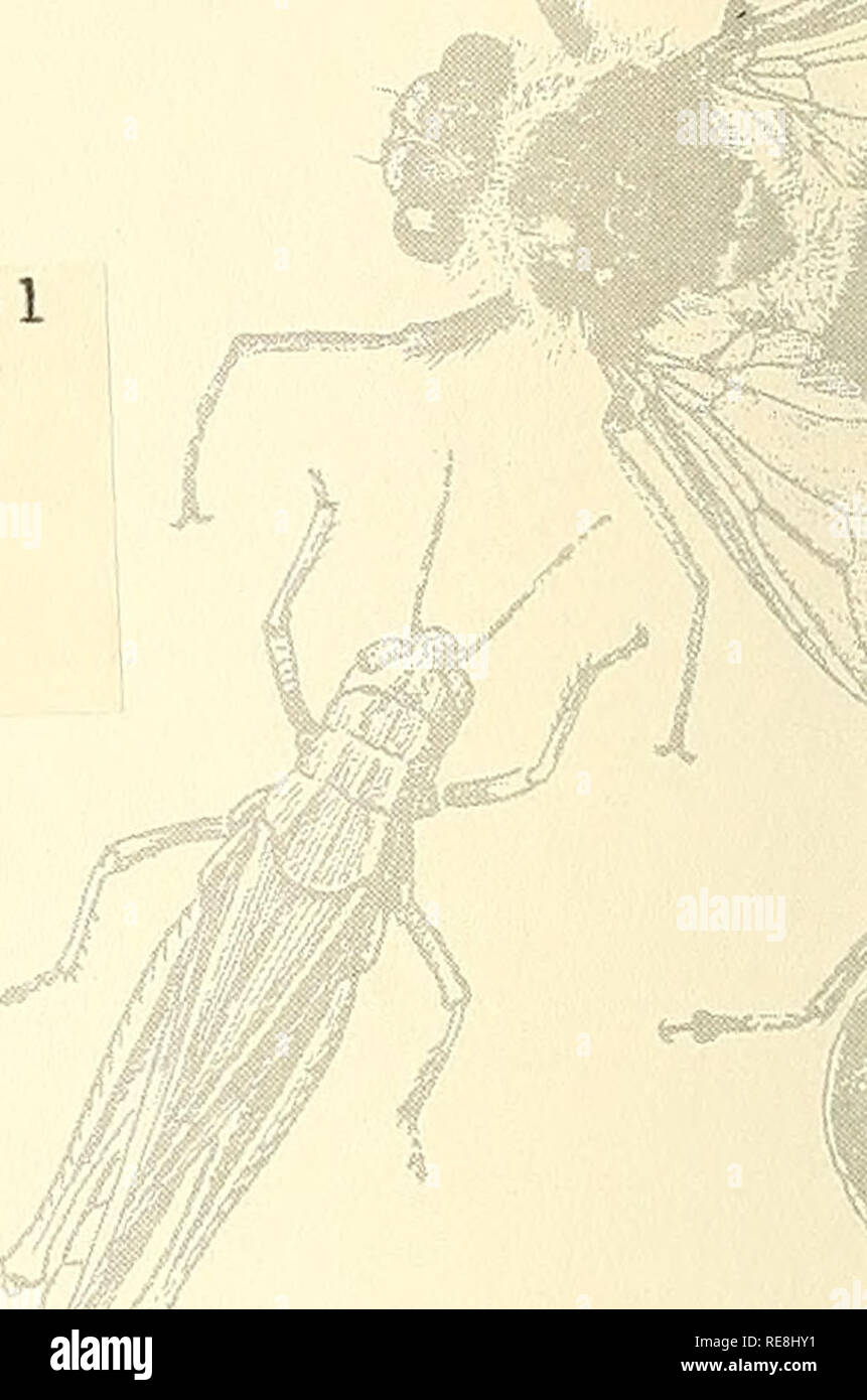 Utitod Insect Unitad states hi-res stock photography and images - Alamy