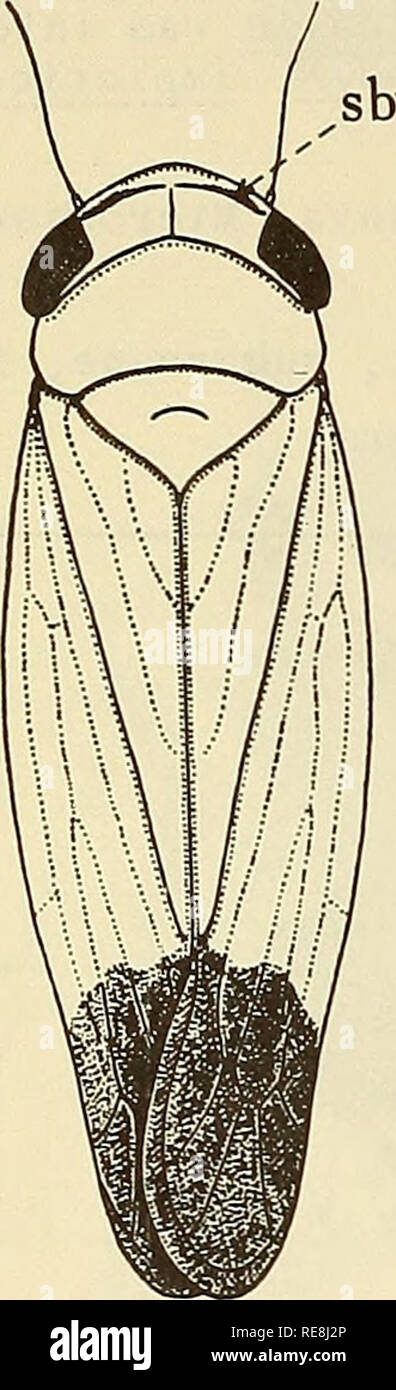 Clavus Insect . Cooperative economic insect report. Beneficial insects; Insect pests ...
