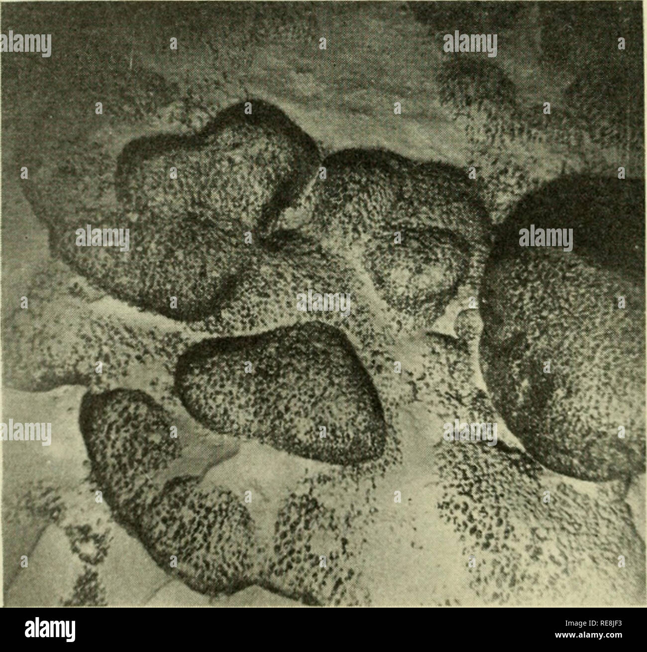 Volcan I High Resolution Stock Photography and Images - Alamy