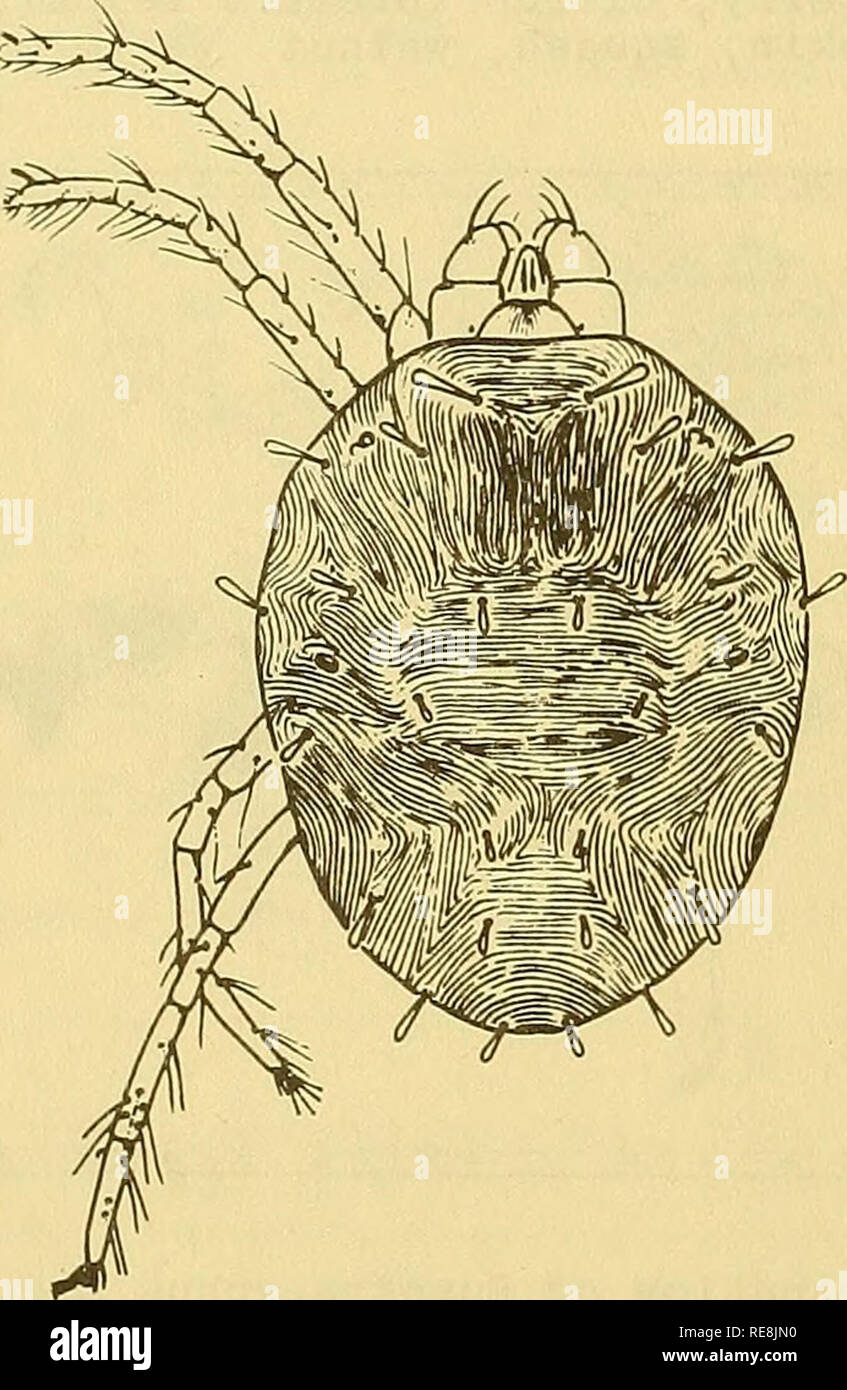 Tubercles Insect . Cooperative economic insect report. Beneficial insects; Insect pests ...