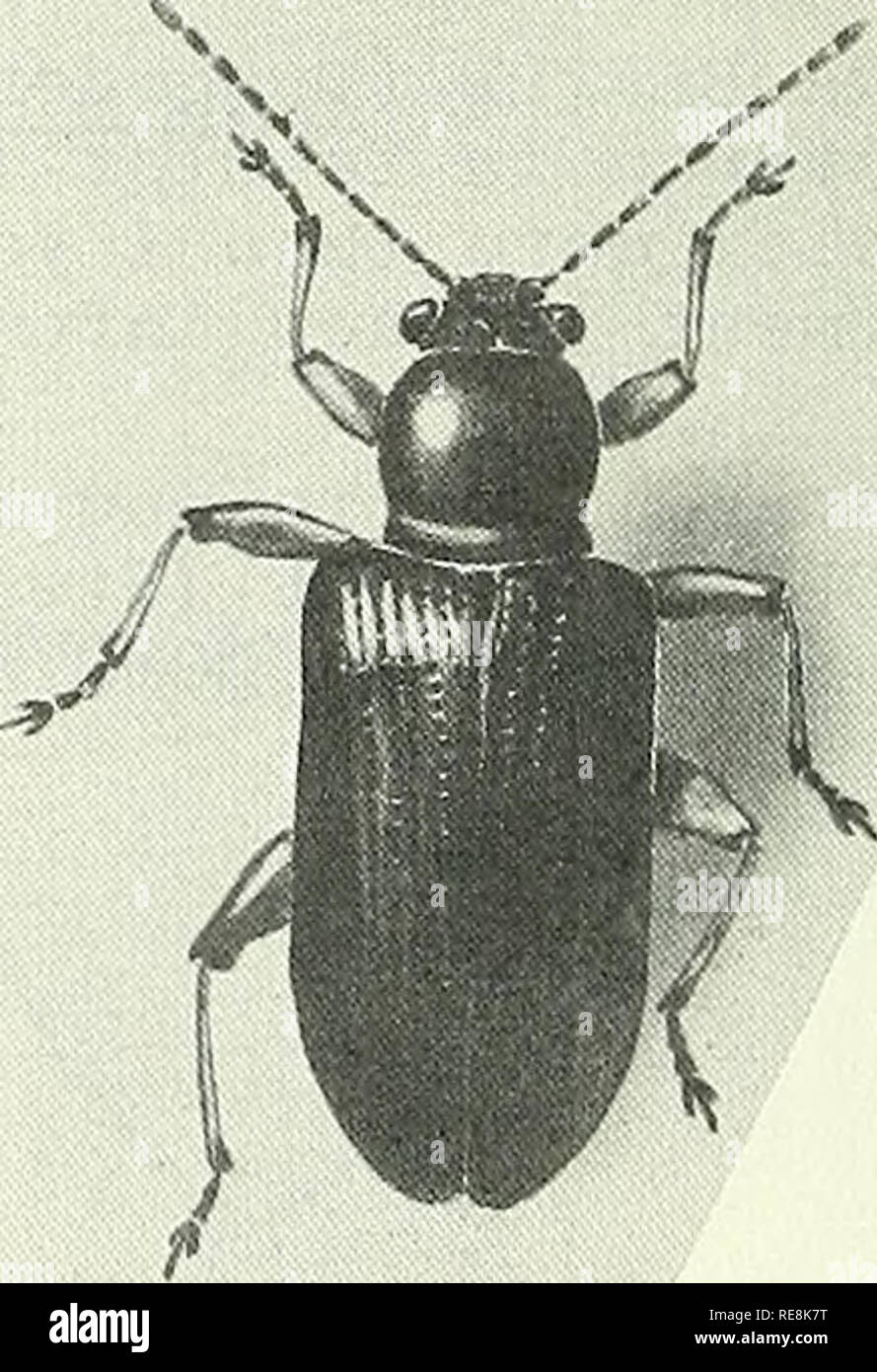Cooperative Economic Insect Report Beneficial Insects Insect Pests C J Ni C O Ni T3 Id O S 0 Tn Gt X Ij H P To E H Sh