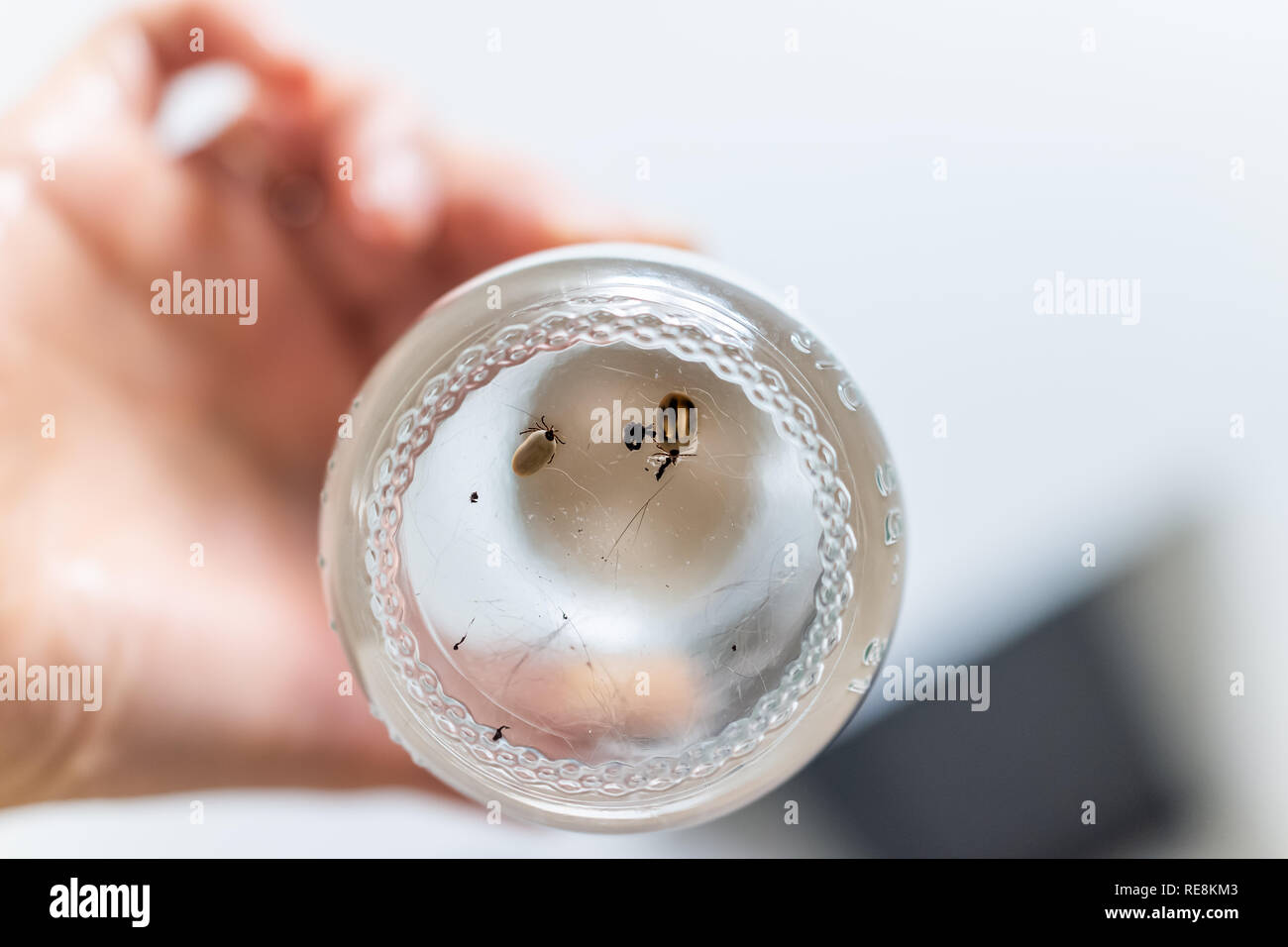 Macro closeup of two large lone star ticks in glass jar cup engorged with blood and hand holding with pet cat hairs Stock Photo