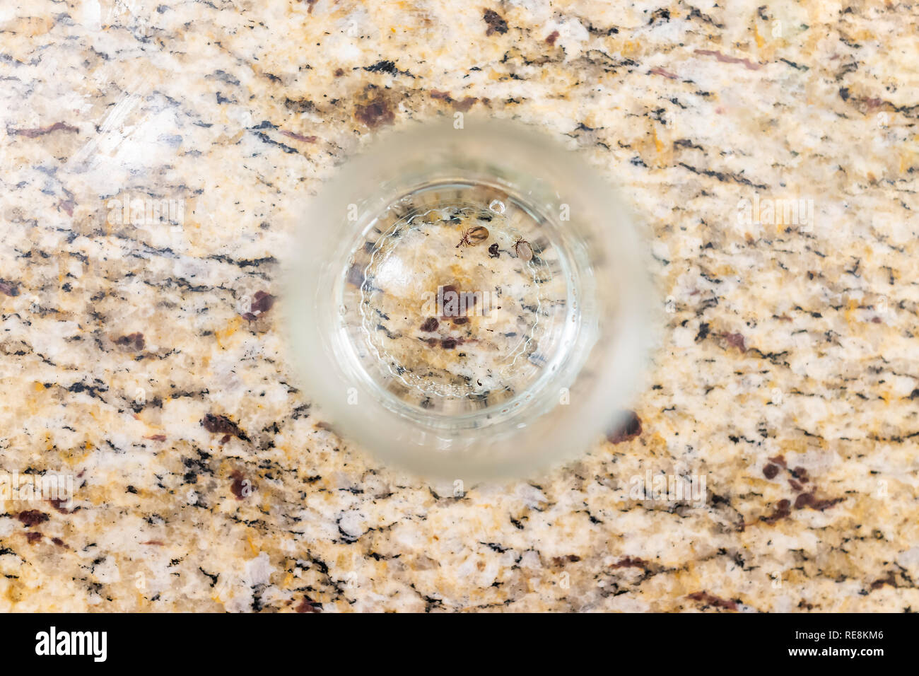 Macro flat top closeup of two large lone star ticks in glass jar cup engorged with blood on granite countertop table counter Stock Photo