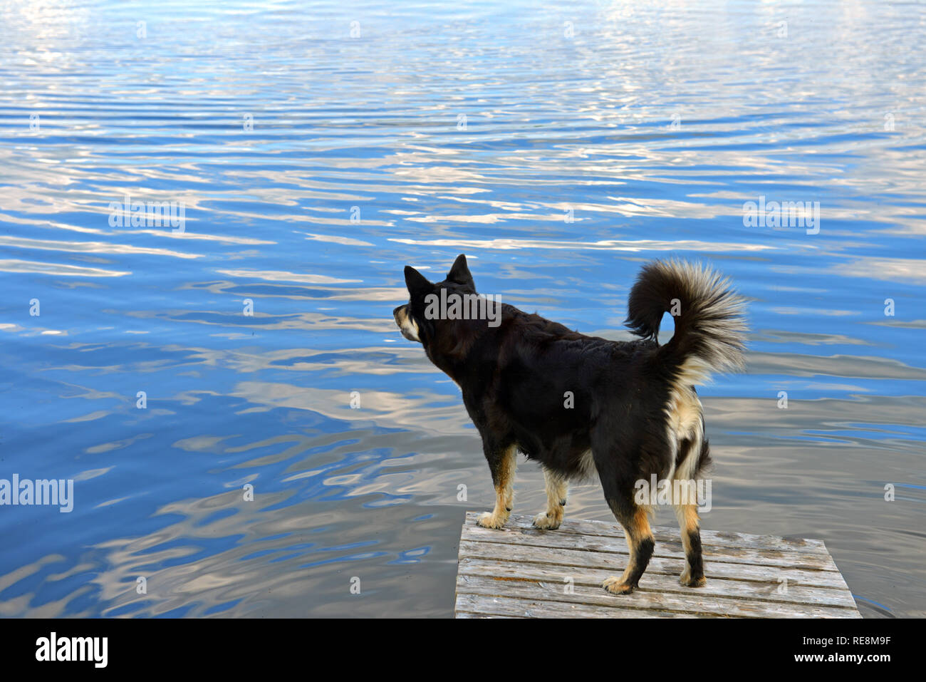 Lapponian herder (Lapinporokoira or Lapp Reindeer dog or Lapsk Vallhund)  is waiting for owner. Finnish Lapland Stock Photo