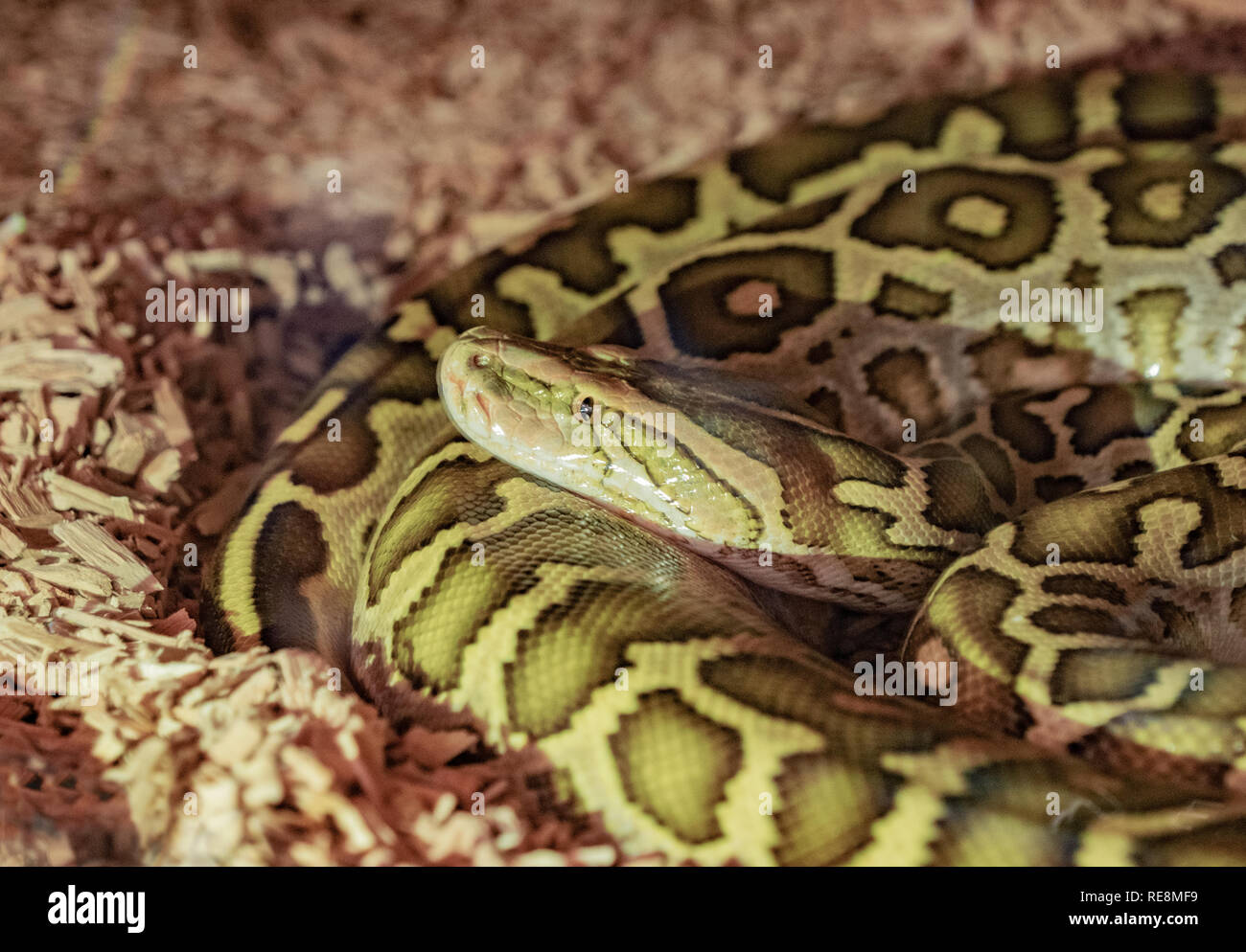 adult specimen of green colored python with brown spots in the ...