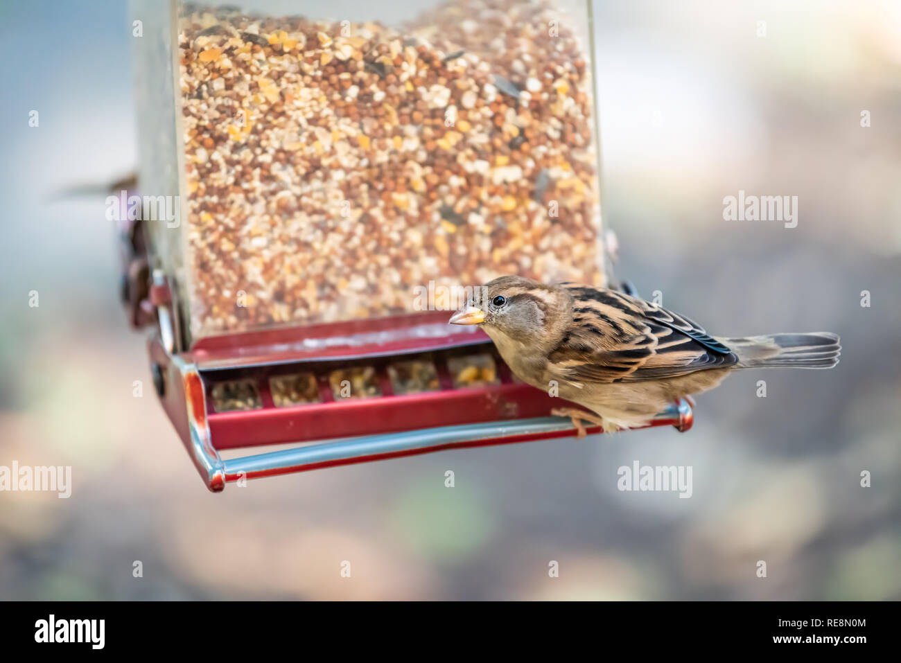 Closeup of one house sparrow bird perched on plastic feeder sitting looking eating feed millet seeds outside in hanging garden Stock Photo
