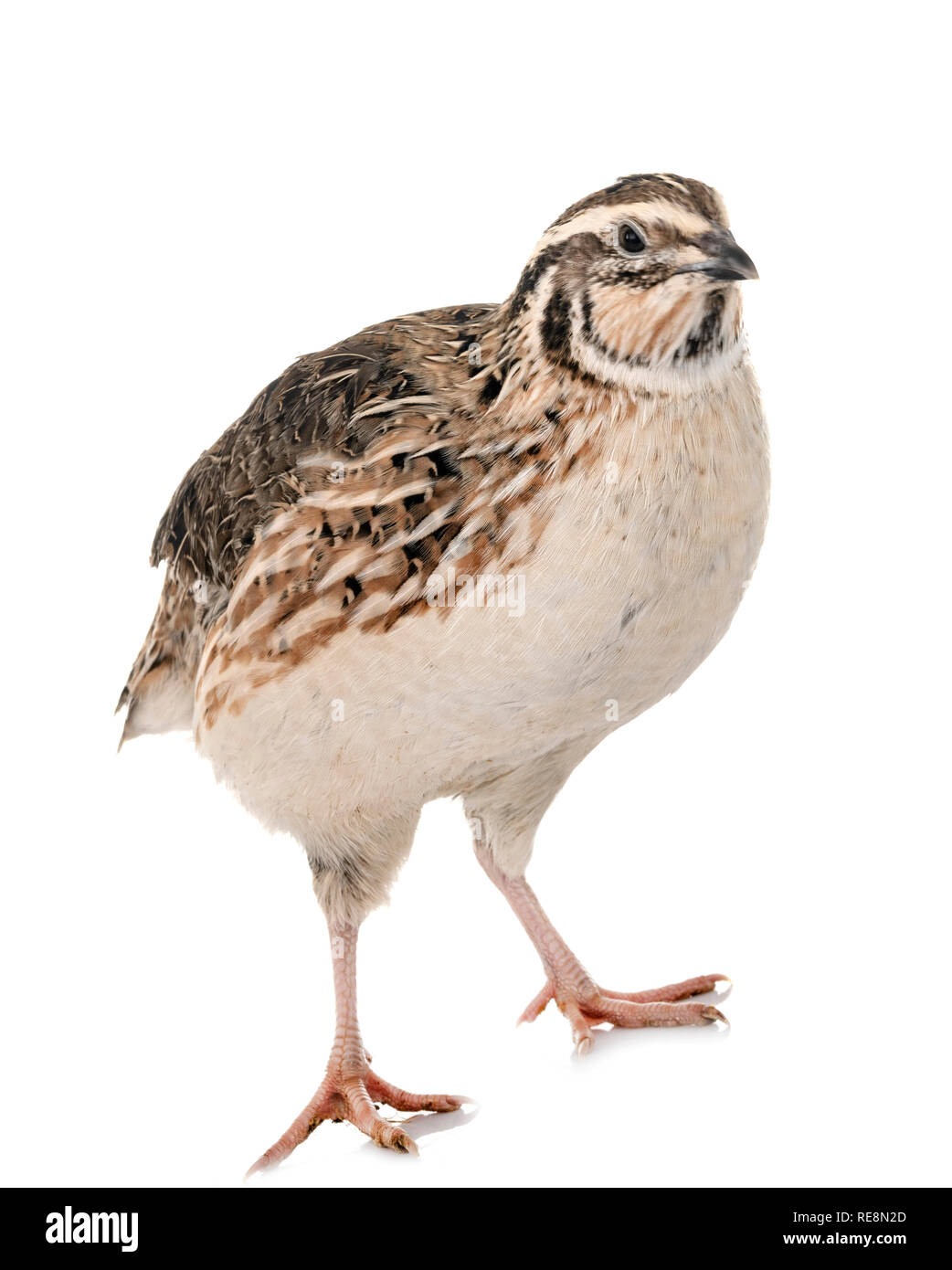 Japanese quail in front of white background Stock Photo Alamy