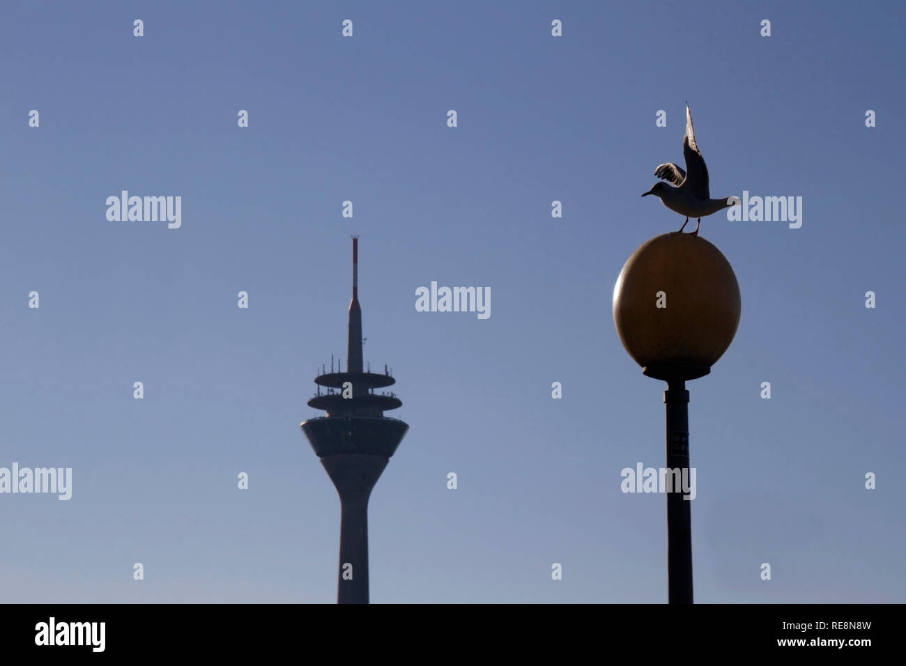 Doves posing against the blue sky with Düsseldorfs Rheinturm - Rheintower - in the background Stock Photo