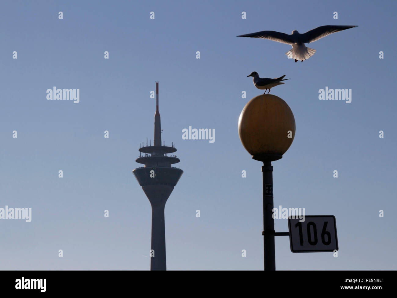 Doves posing against the blue sky with Düsseldorfs Rheinturm - Rheintower - in the background Stock Photo