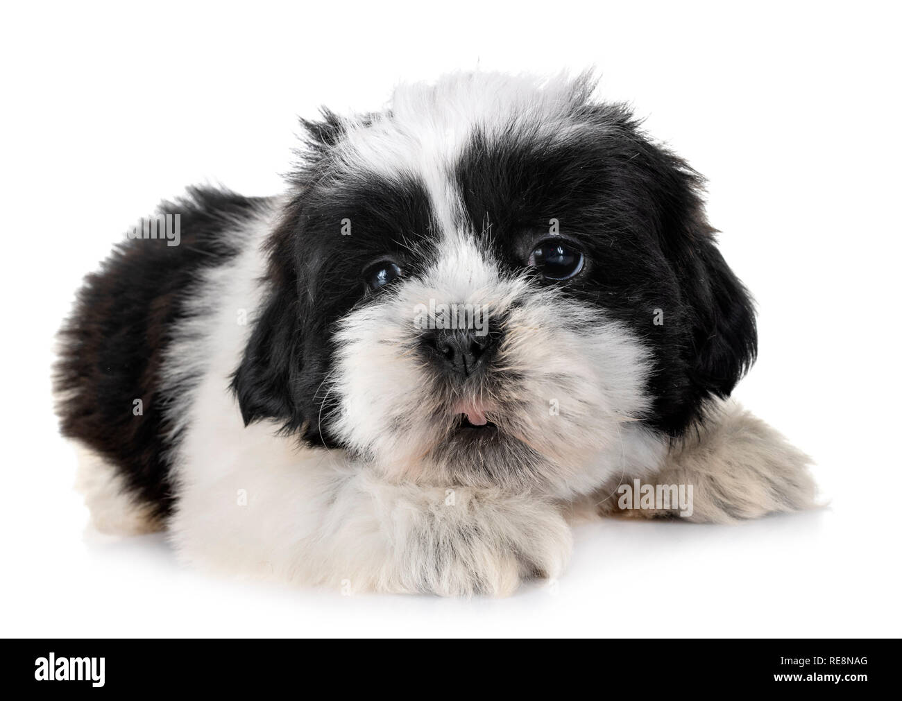 puppy-shih-tzu-in-front-of-white-background-stock-photo-alamy