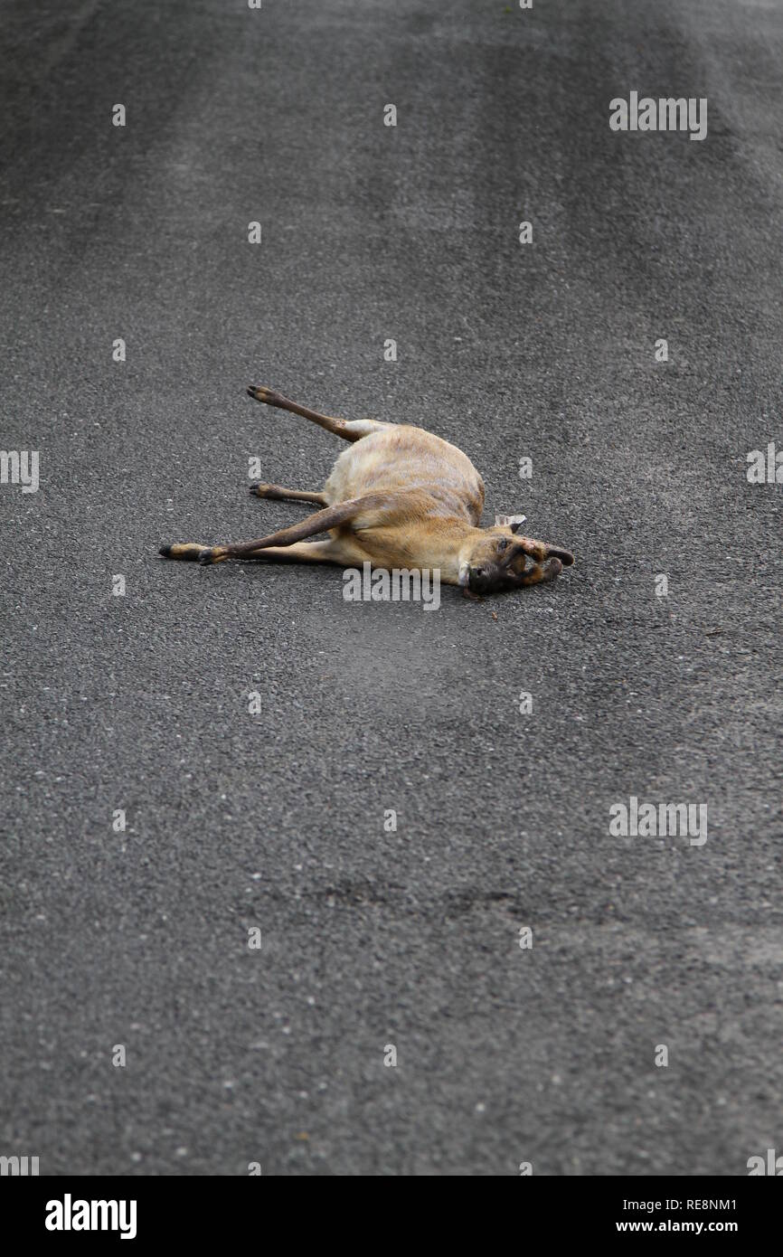 Road kill. Wild Deer dead in the middle of the road. Concepts. Conceptual book cover. Wild animal. Danger on the UK roads. Books. Book cover concept stone cold, danger , haunting, how, hit and run, death by dangerous driving, all alone. Coming to a halt. Fall stop. Never again. The End. Finished. Book titles. Book ideas. Imagination. Stone cold sober. Tarmac. Grip. Gripping. Best seller. Ideas for writers. Ideas for Authors. Stock Photo