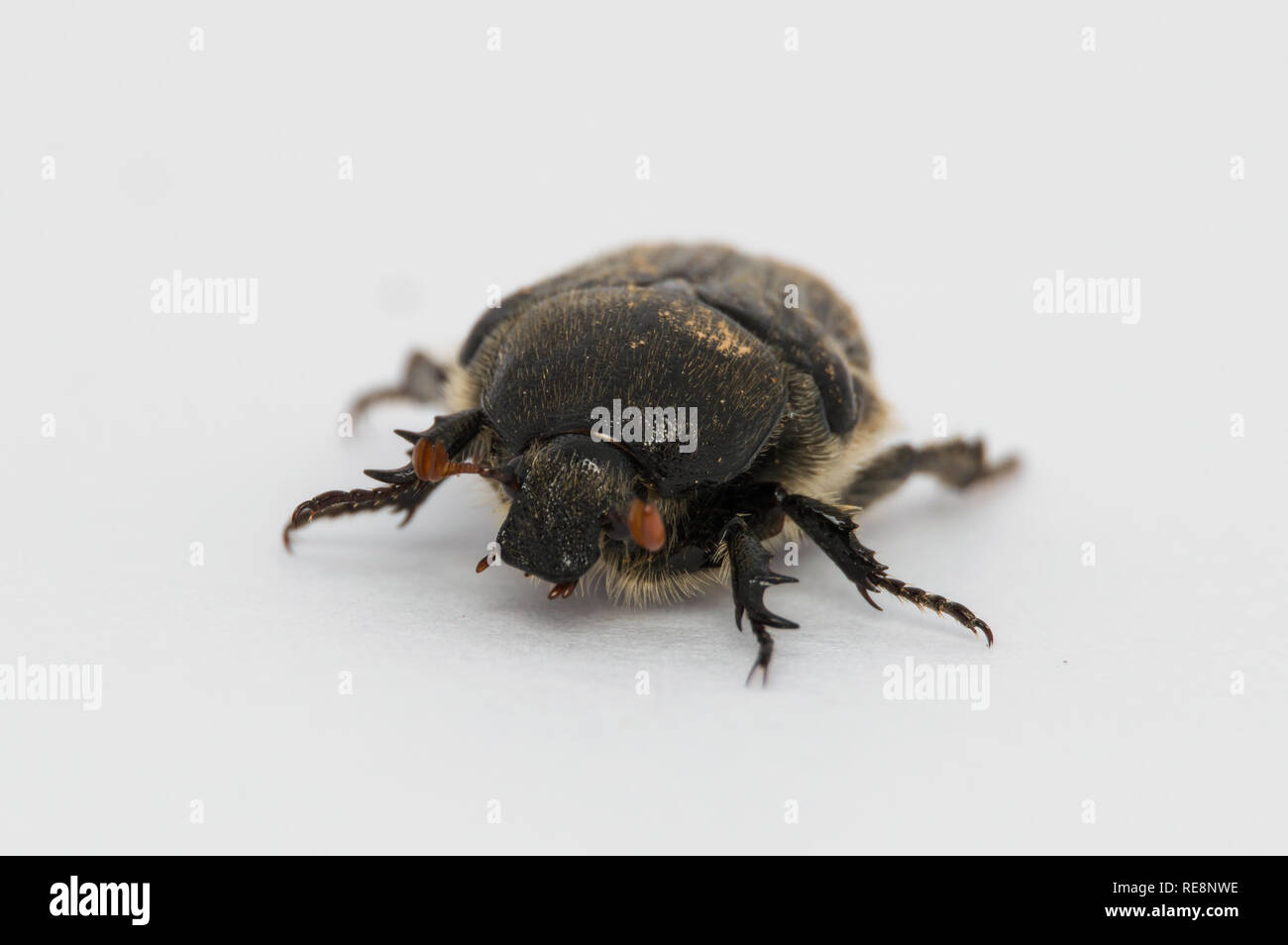 Isolated Large Black Beetle Stock Photo