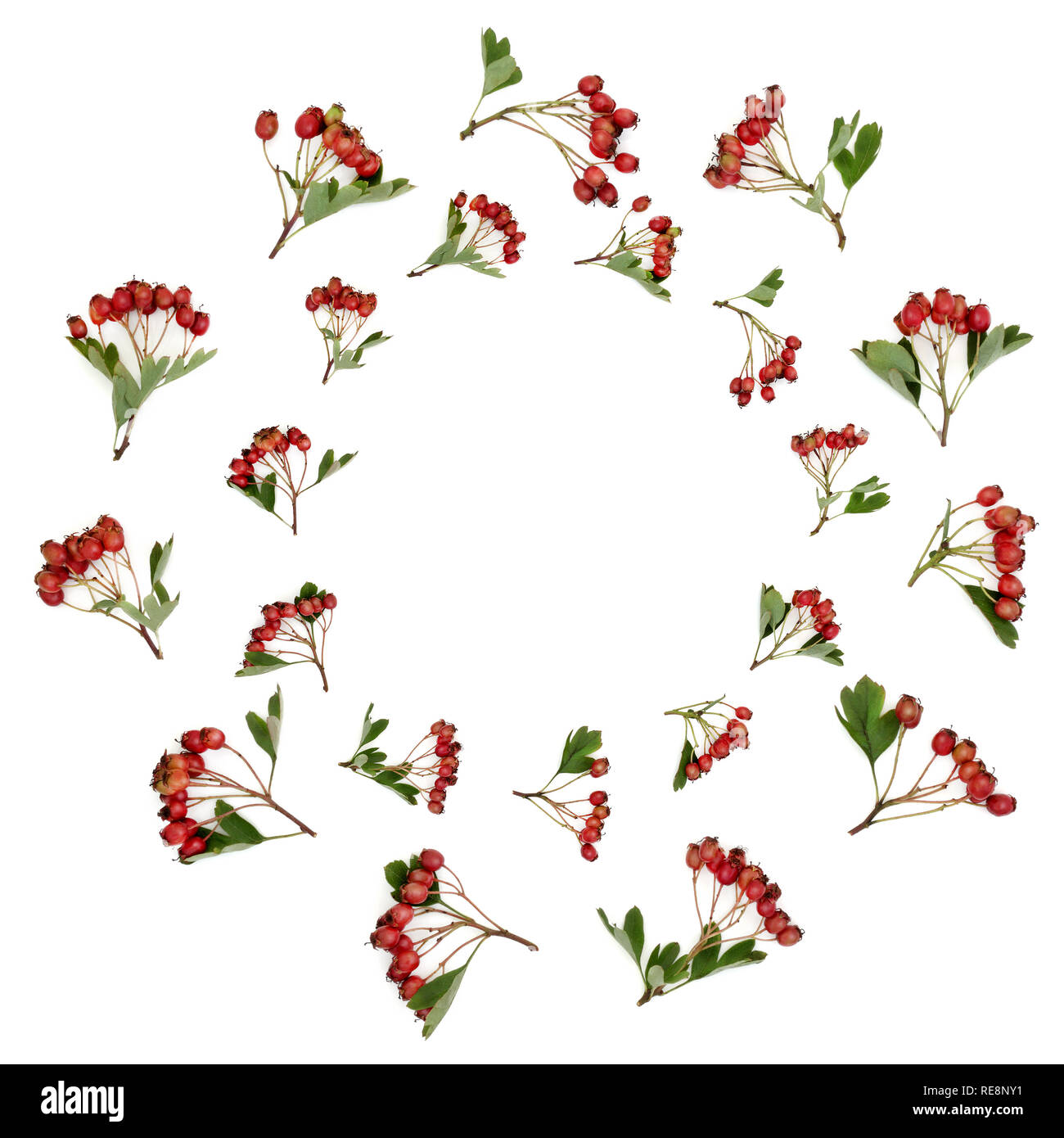 Abstract hawthorn berry wreath on white background. Used in herbal medicine to lower blood pressure & improve circulation. Stock Photo