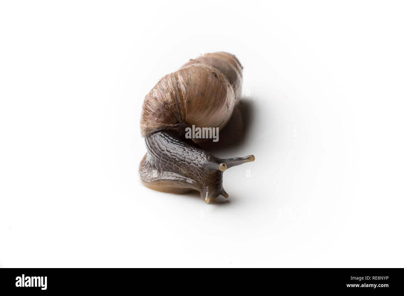 Isolated Close-up of Decollate Snail Stock Photo