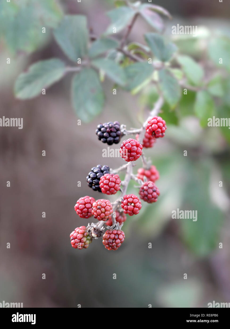 Picking blackberries from the bush hires stock photography and images