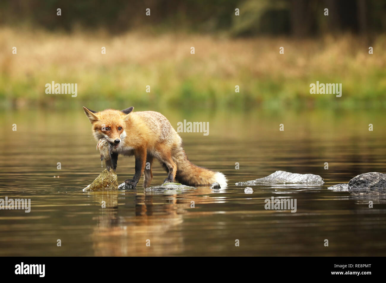 River Fox Realty