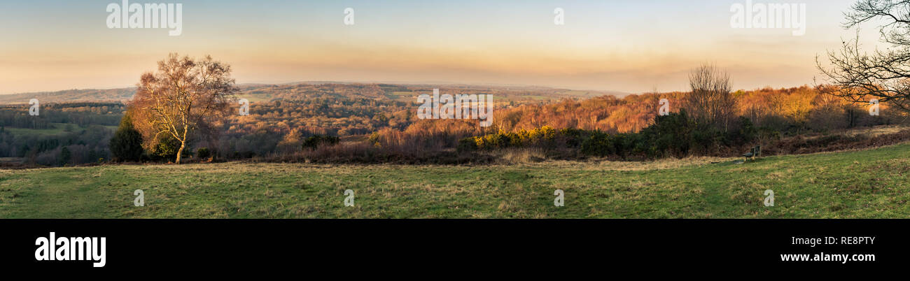 Panoramic view of sunset over the Ashdown Forest in Sussex, England, UK on an evening in winter, with a tree lit up by the sun in the foreground. Stock Photo