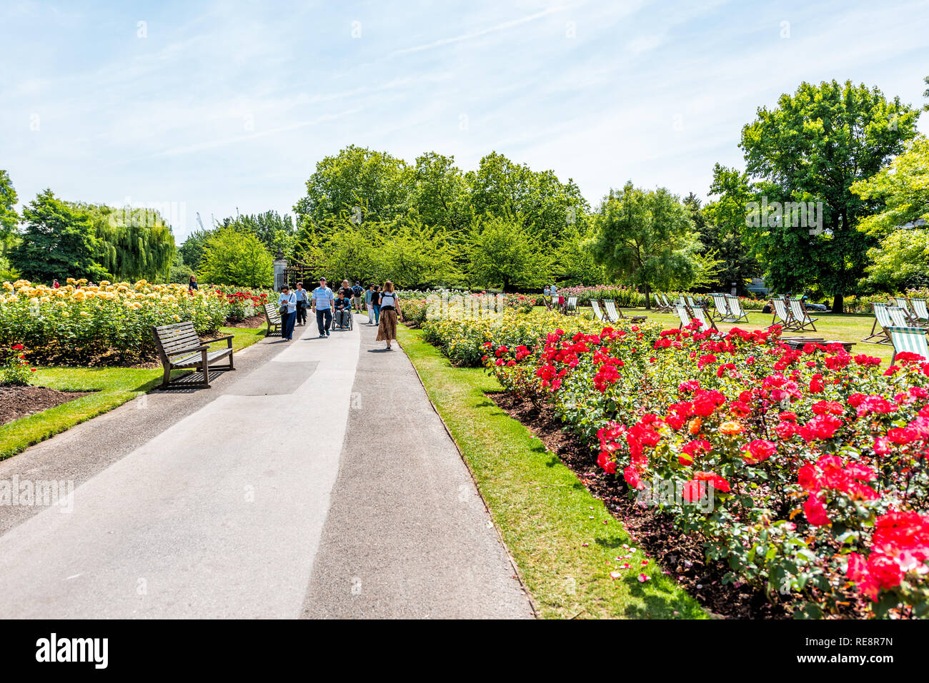 London, UK - June 24, 2018: Queen Mary's Rose Gardens in Regent's park during sunny summer day with trail street road path and people, red colorful vi Stock Photo