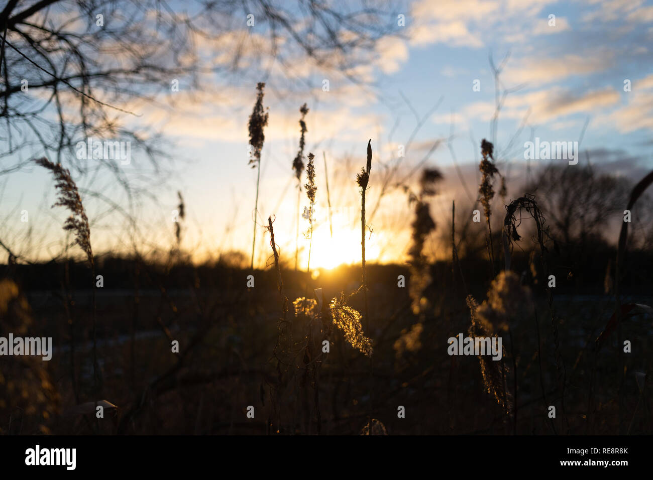 Winterliche Abendsonne scheint durch trockenes Rispengras. Stock Photo
