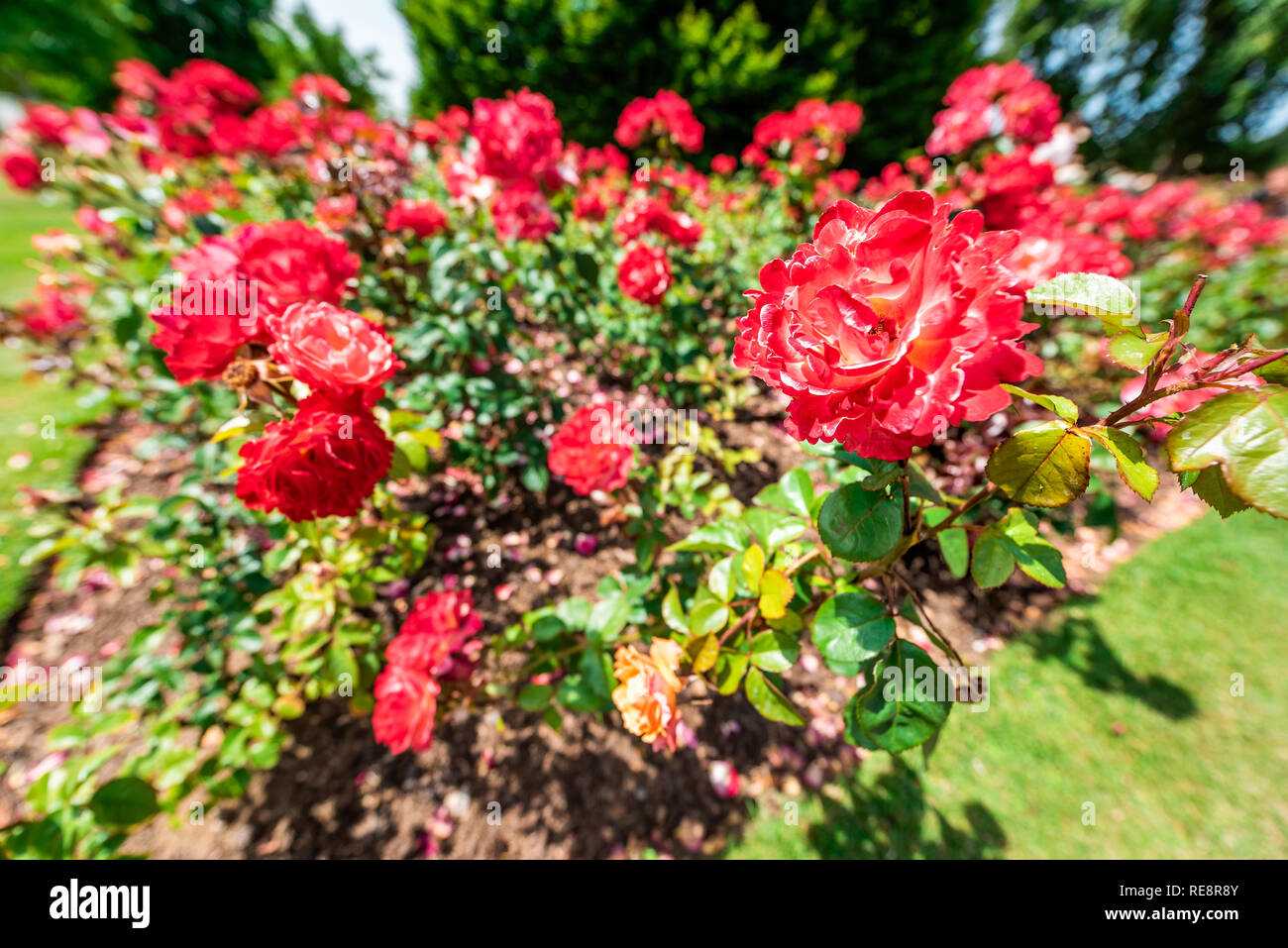 London, UK Queen Mary's Rose Gardens in Regent's park during sunny summer day with red colorful vibrant flowers wide angle closeup Stock Photo