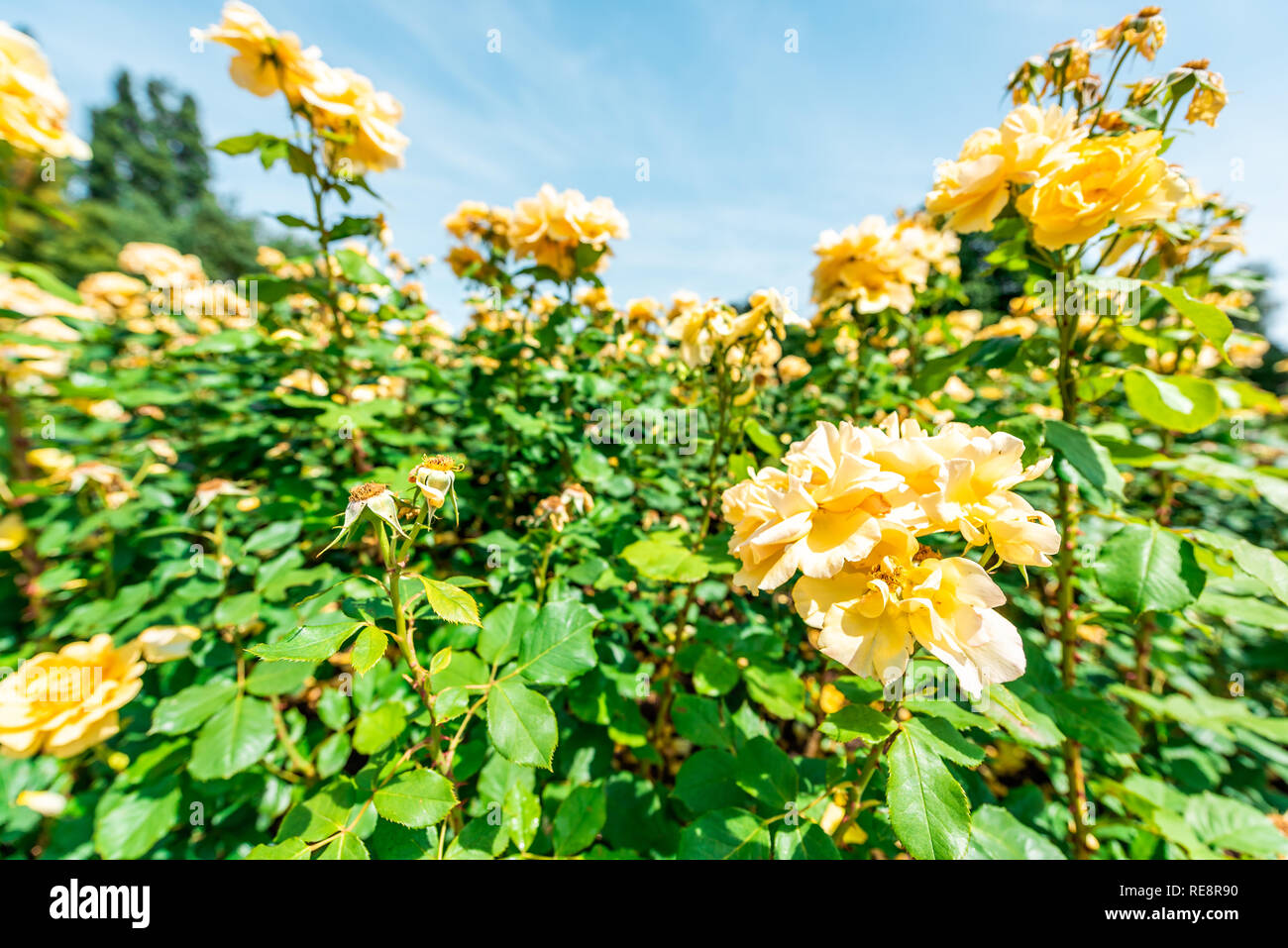 London, UK Queen Mary's Rose Gardens in Regent's park during sunny summer day with yellow colorful vibrant flowers wide angle closeup Stock Photo