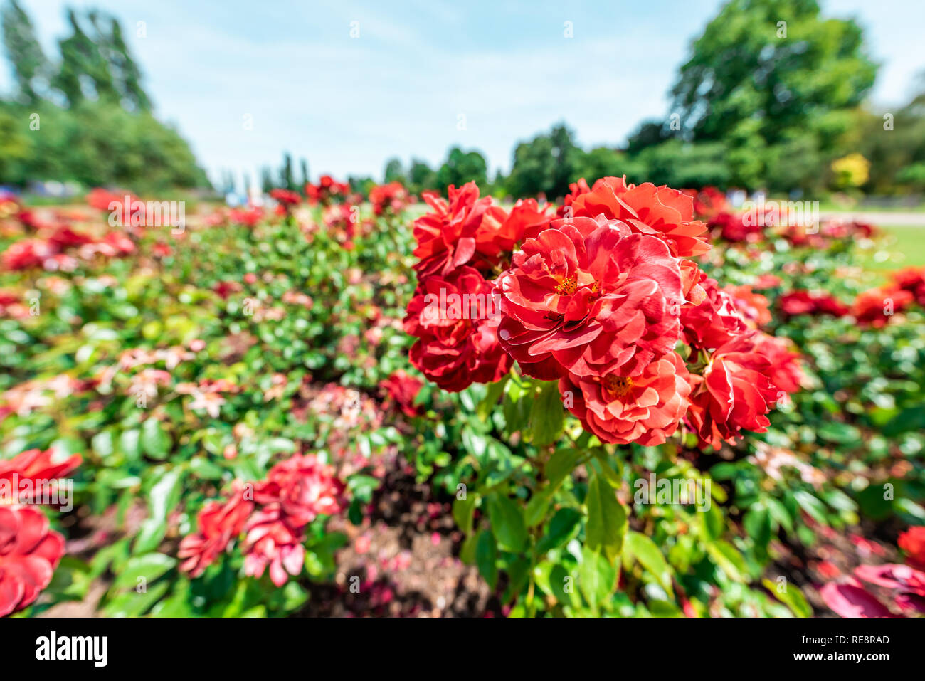 London, UK Queen Mary's Rose Gardens in Regent's park during sunny summer day blue sky with red colorful vibrant flowers wide angle closeup Stock Photo
