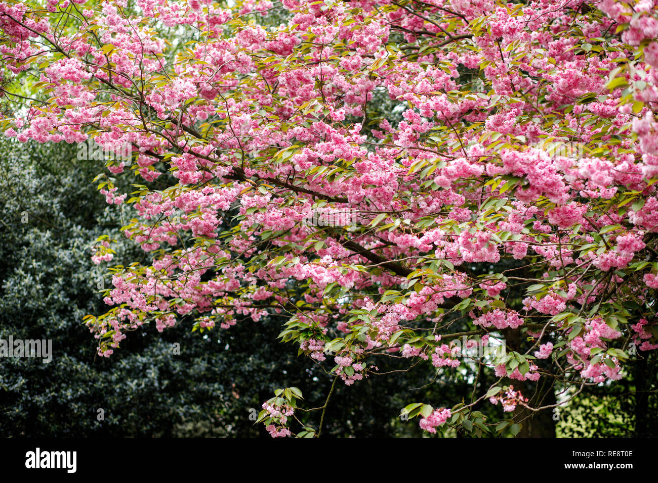 Pink rounded cluster flowers hi-res stock photography and images - Alamy