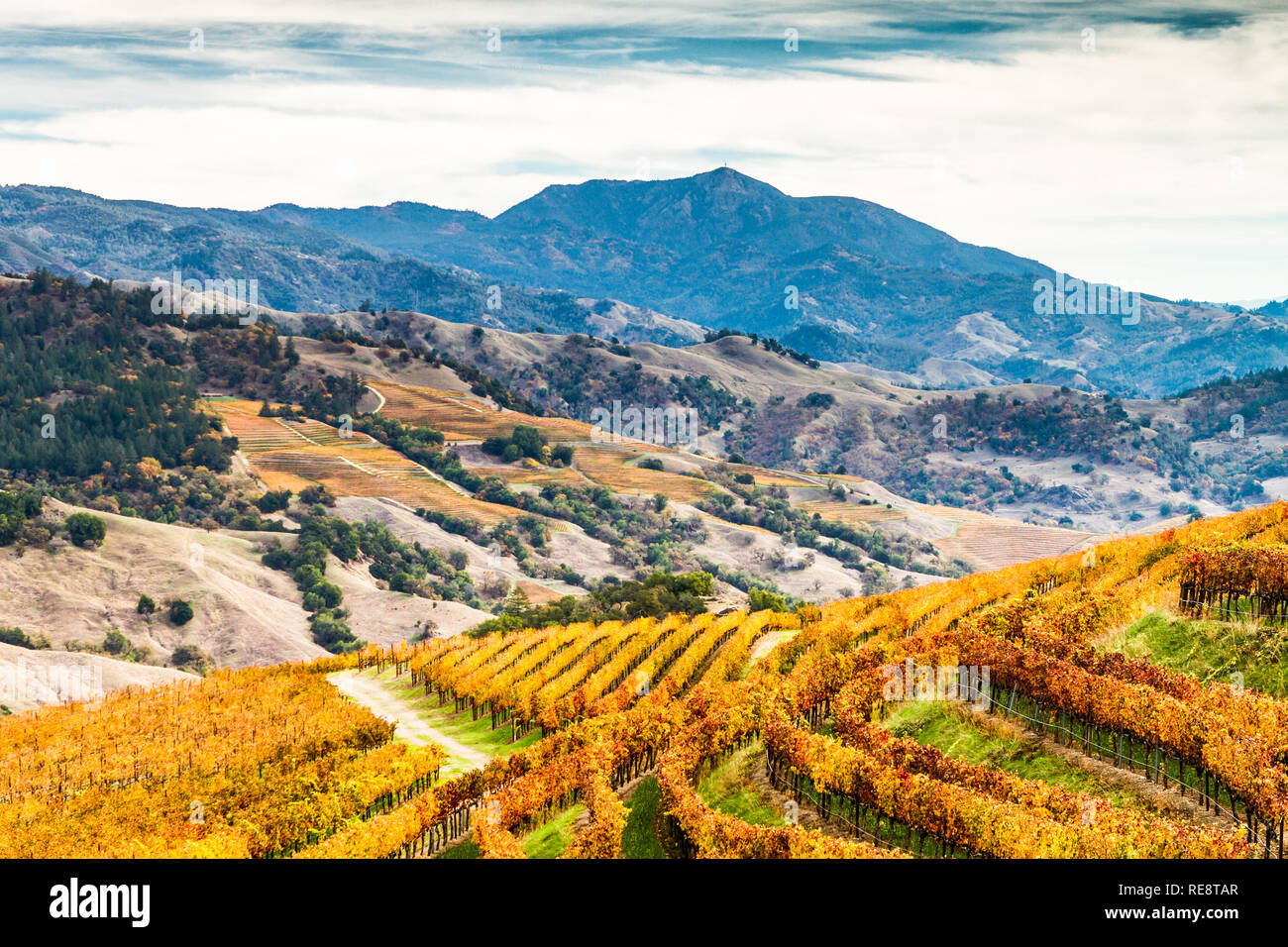 Alexander Valley Autumn - Amber vineyards paint the sides of the Alexander Valley, with Mount St. Helena in the background. Sonoma County, CA, USA Stock Photo