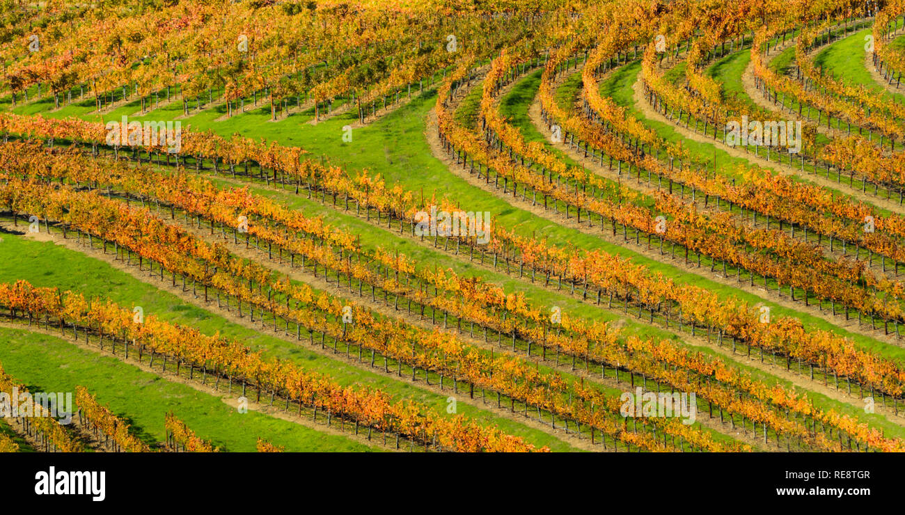 Orange Thumbprint 1 - Autumn grape rows follow the contours of the vineyard. Alexander Valley, California, USA Stock Photo