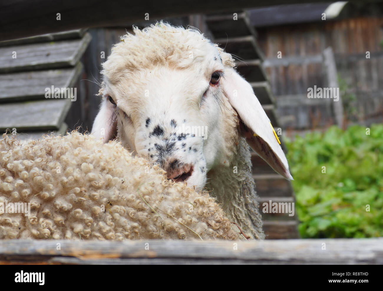 Sheep portrait Stock Photo