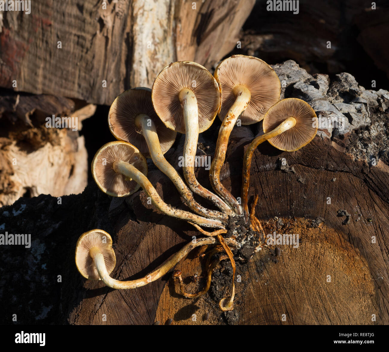 Mycelium High Resolution Stock Photography and Images - Alamy