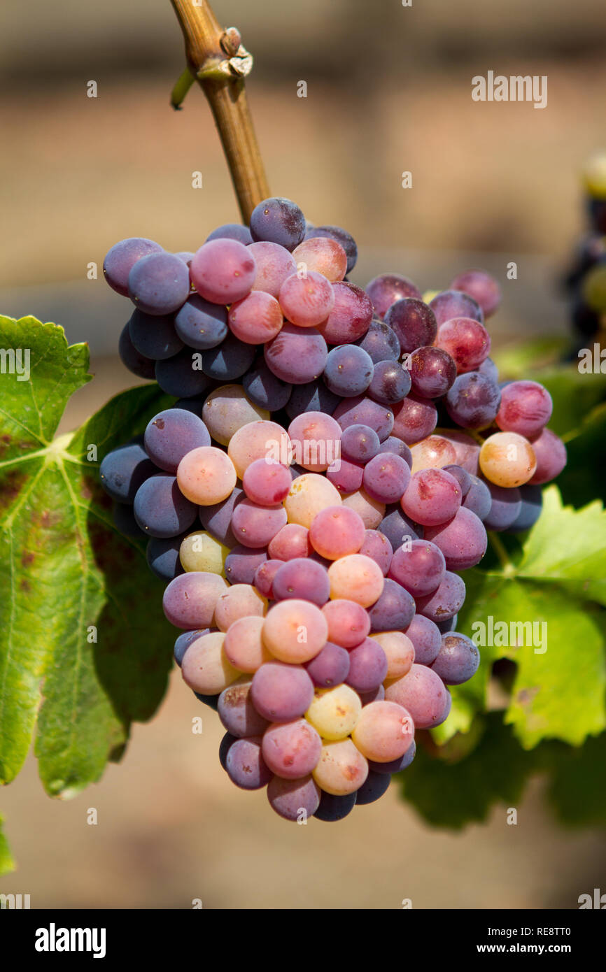 Variegated Cluster - A red wine grape cluster develops from young green to red mature. Sonoma County, California, USA Stock Photo