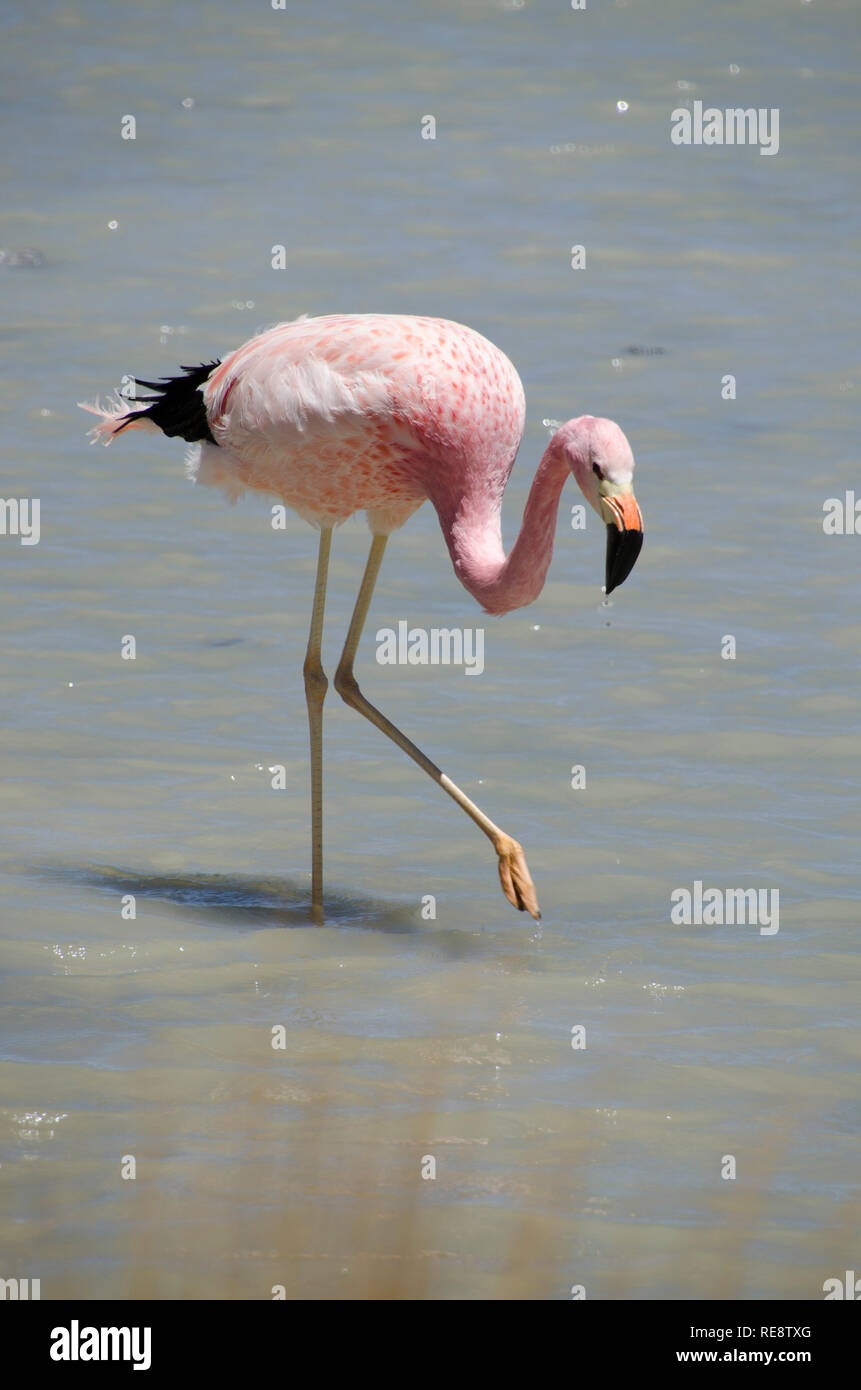 Pink flamingo (flamingos) in Uyuni Stock Photo - Alamy