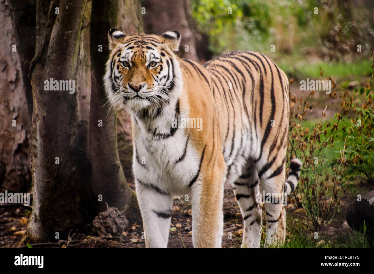 Tiger up close hires stock photography