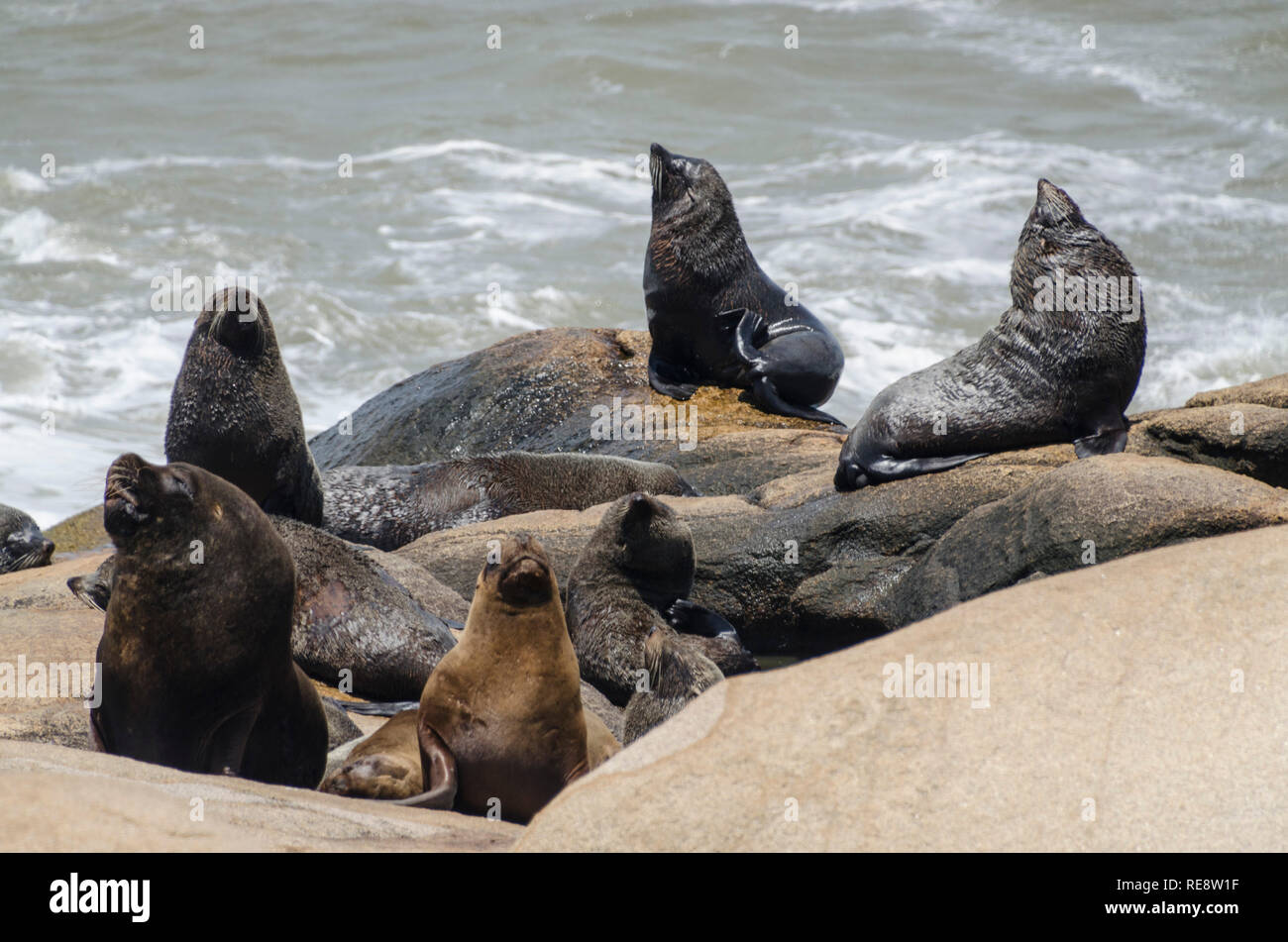 Seals and Sealions at Cabo Polonia, Uruguay Stock Photo