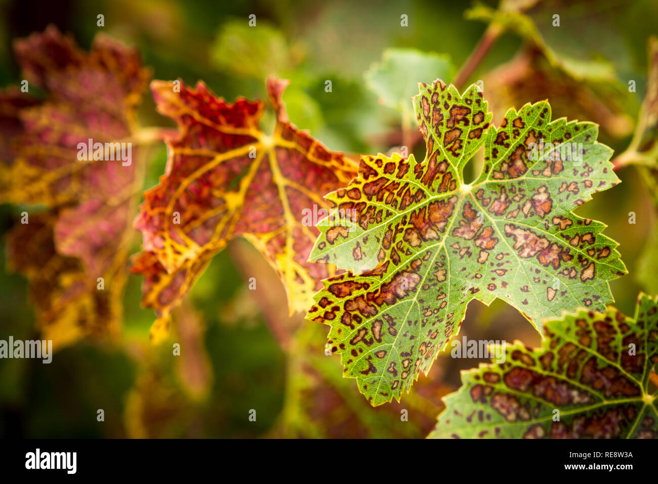 Variegated Grape Leaves - Wine grape leaves turning colors in autumn. Sonoma County, California, USA Stock Photo