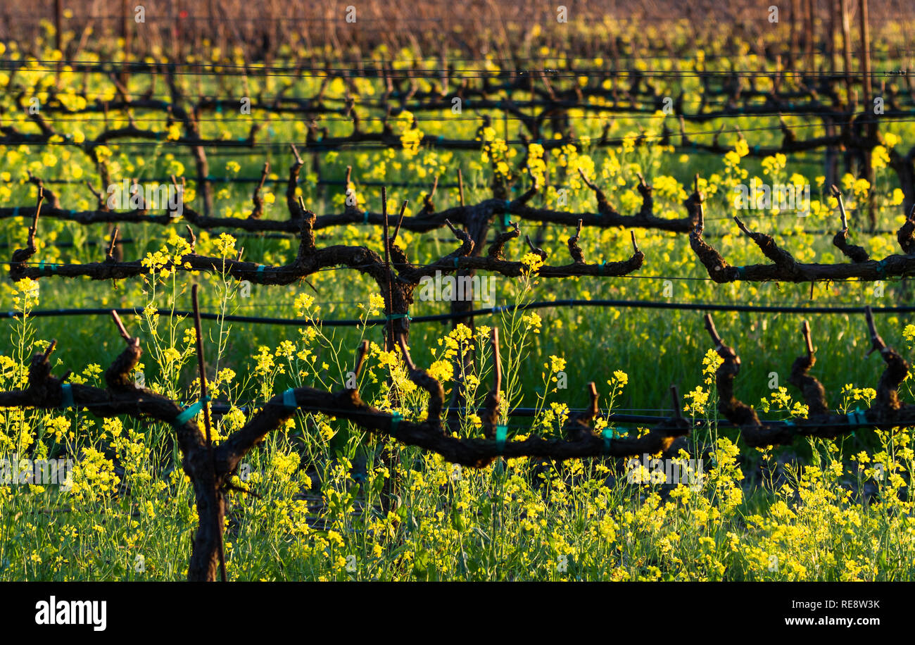 Yellow Rows Yellow Rows - Bright yellow blossoms signal the arrival of mustard ...