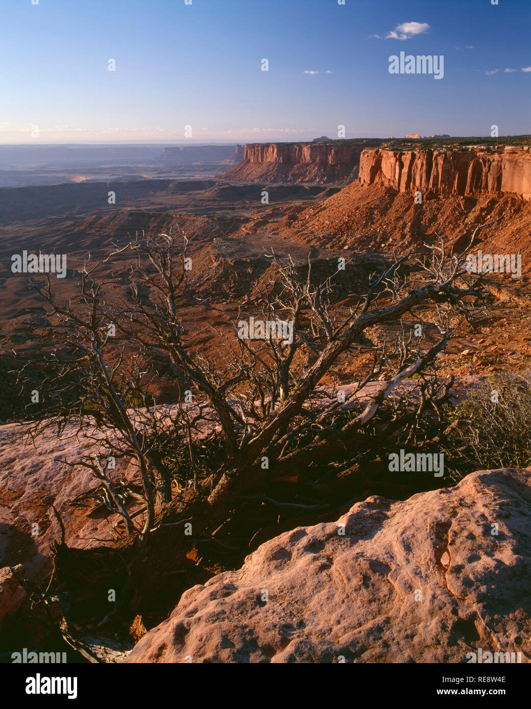 USA, Utah, Canyonlands National Park, View towards Murphy Basin and distant Candlestick Tower, from Grand View Point, Island in the Sky District. Stock Photo