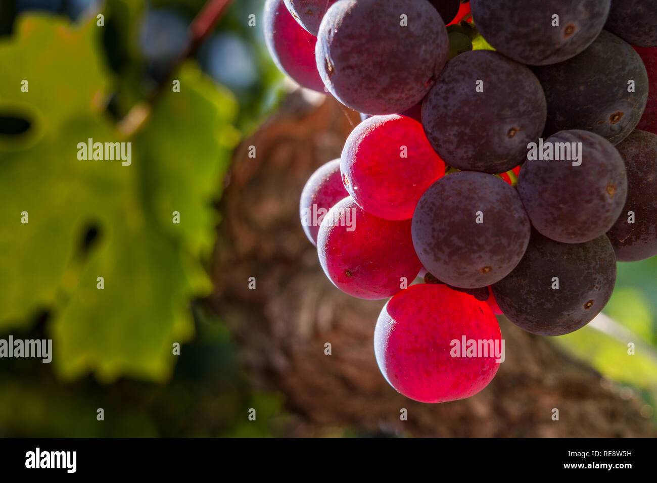 Second Crop Glow - Red grapes glow in the morning sunshine. Dry Creek Valley, Sonoma County, California, USA Stock Photo