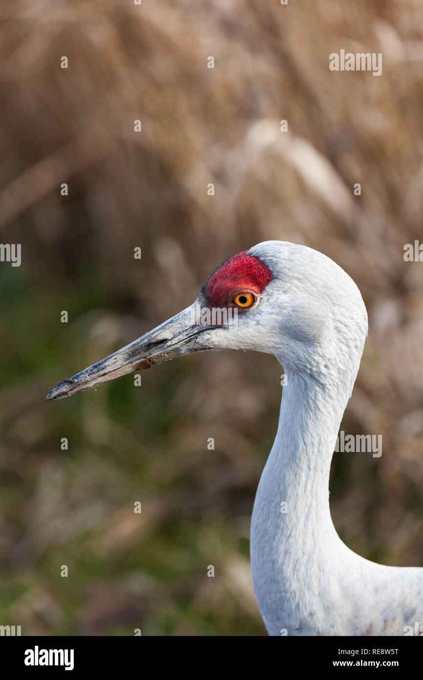 Head and neck details of a Sandhill Crane Stock Photo