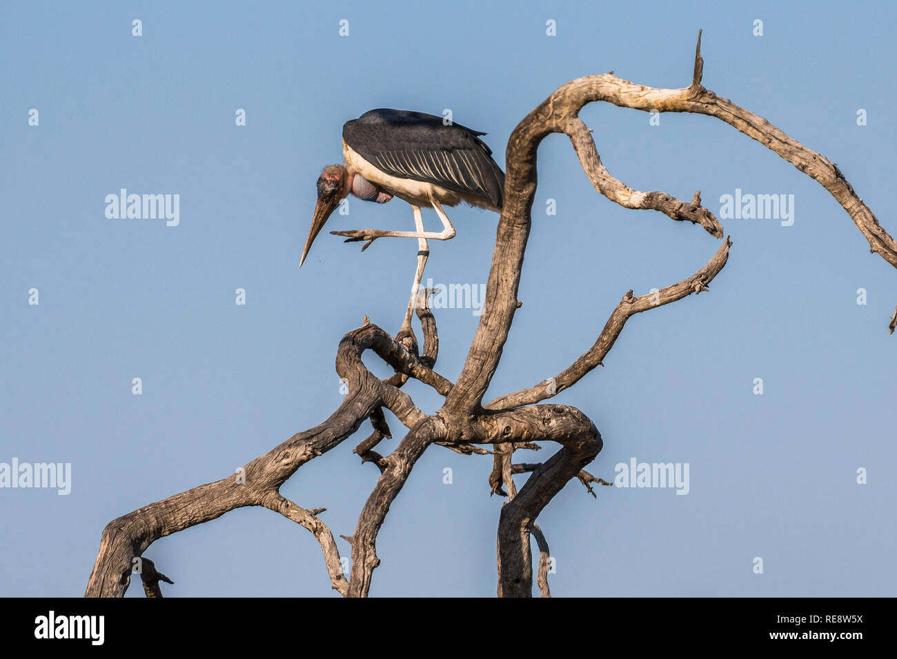 Vulture on dry tree in Kruger Park, Africa Stock Photo Alamy