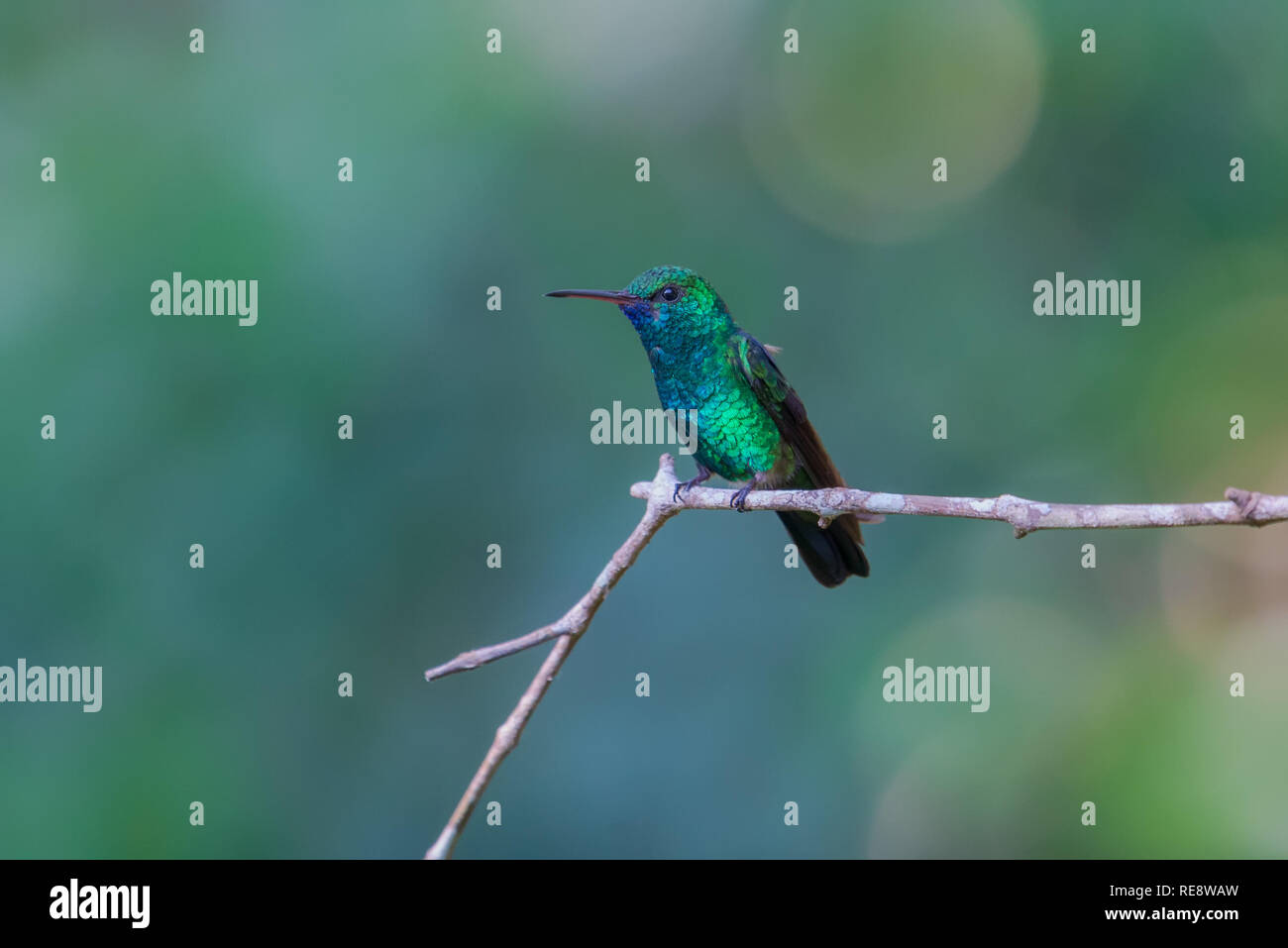 Blue-chinned Sapphire hummingbird perched on a branch with blurry background Stock Photo