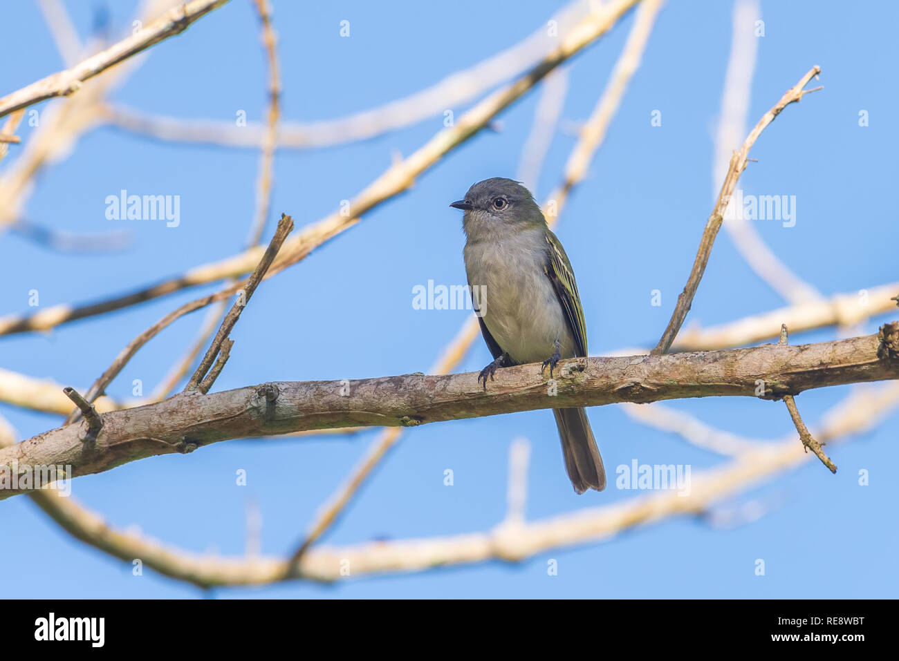 Close-up of a Gray Elaenia (Myiopagis caniceps) perched with blue sky background Stock Photo