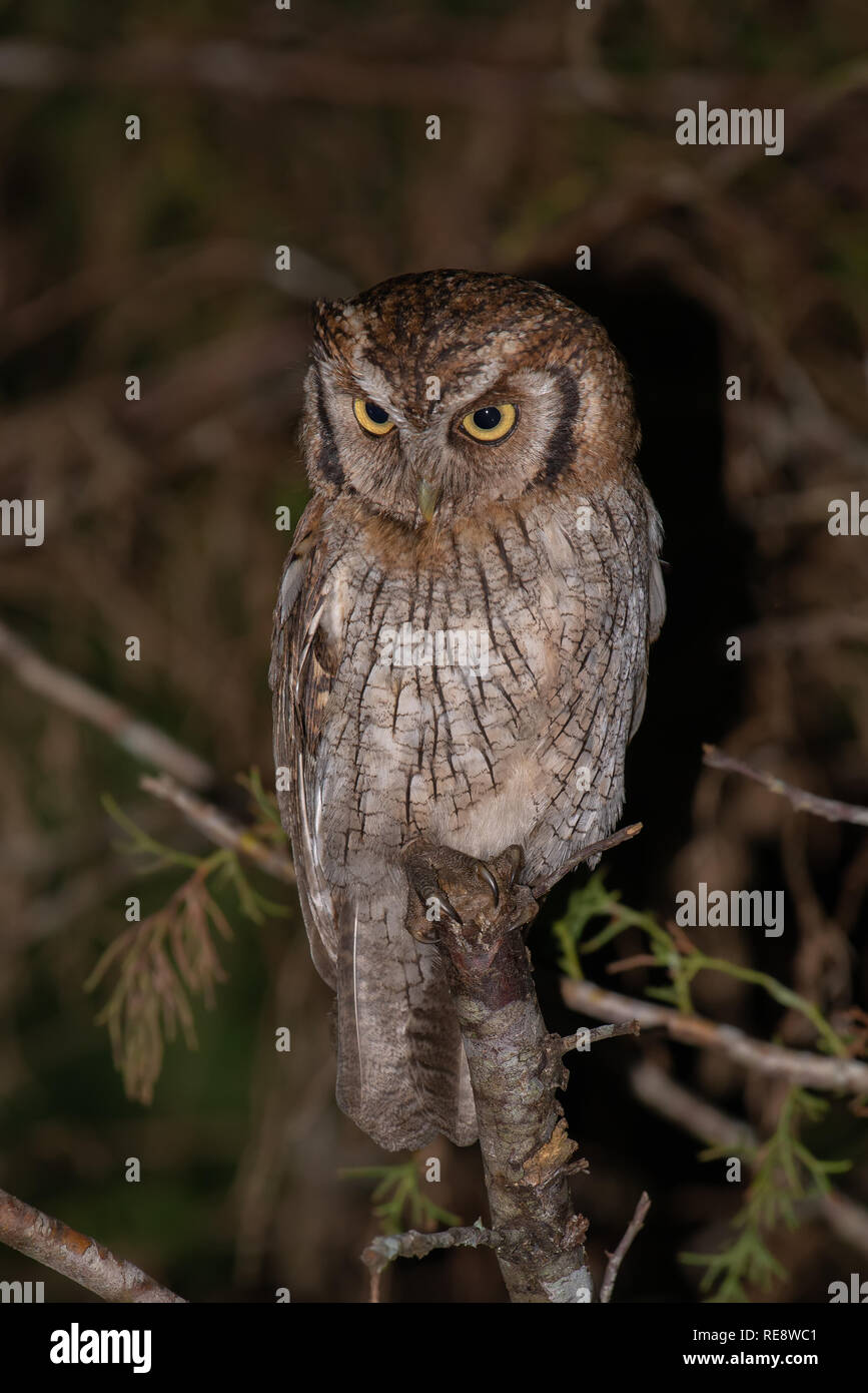 Tropical Screech-Owl (Megascops choliba) perched on a branch in the Atlantic Rainforest of Brazil. Stock Photo