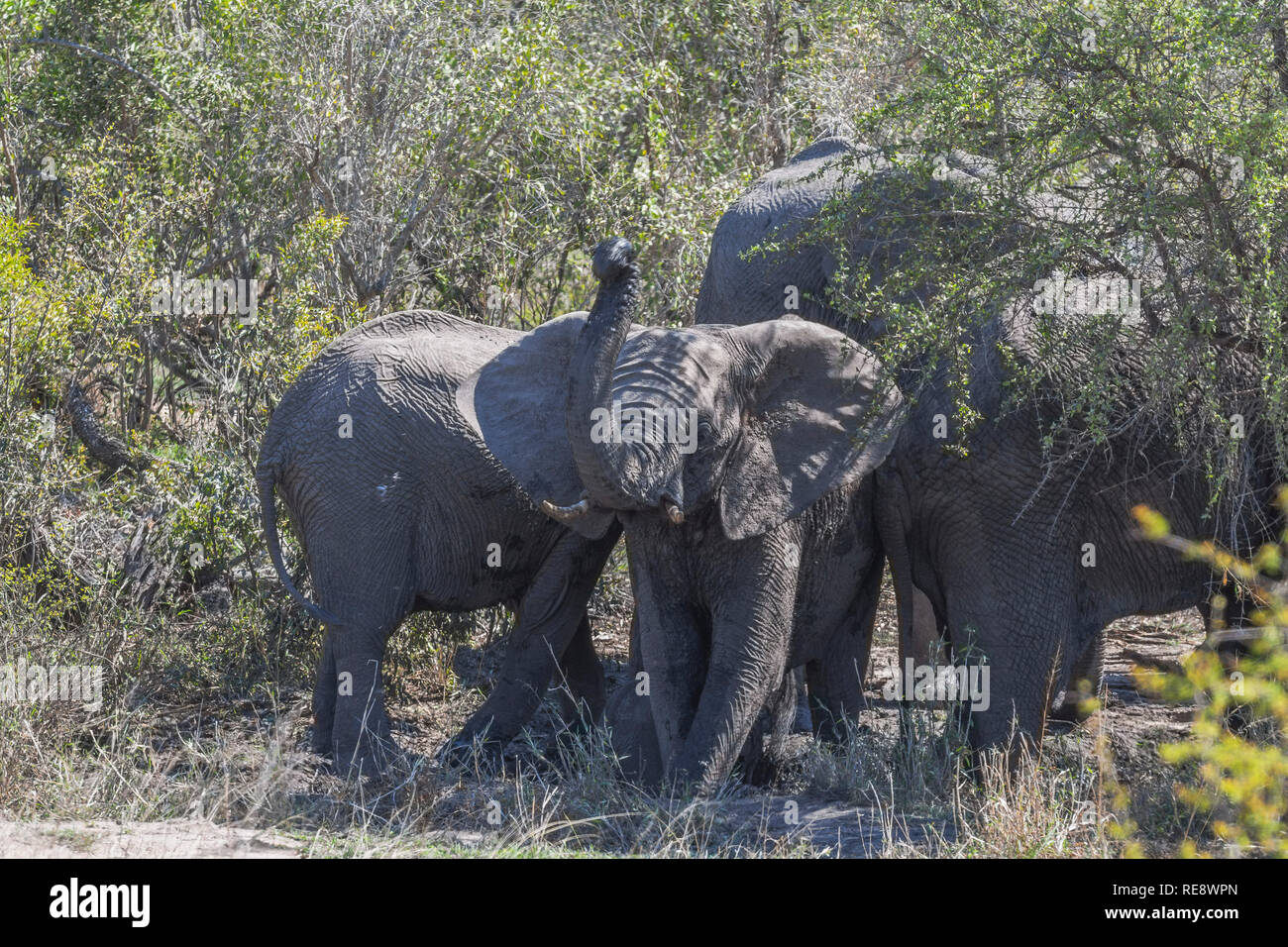 Elephant mud bath in Kruger Park, Africa Stock Photo