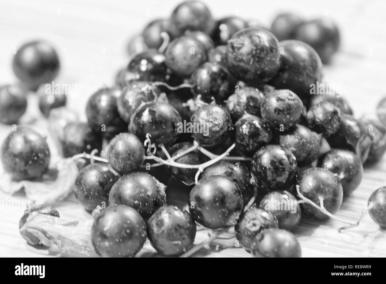 Currant black , or garden Currants (lat. Ríbes rúbrum) - a small deciduous shrub of the family of gooseberry Stock Photo