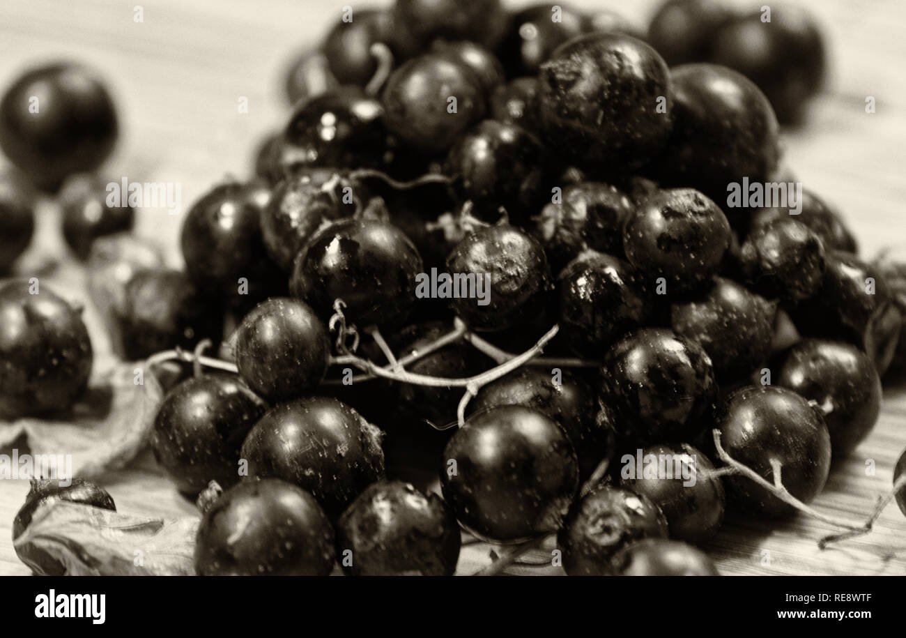 Botanical illustration of black currant hi-res stock photography and images  - Page 2 - Alamy